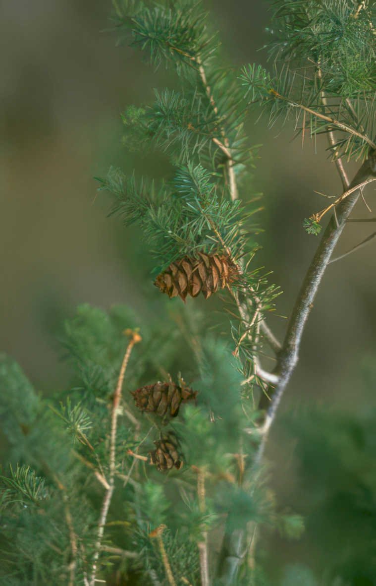 white pine cones Vintage A4 Photo Print