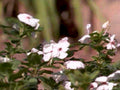 white pink impatiens1980s 1990s A4 Photo Print
