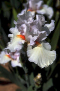 white pink iris1980s 1990s A4 Photo Print