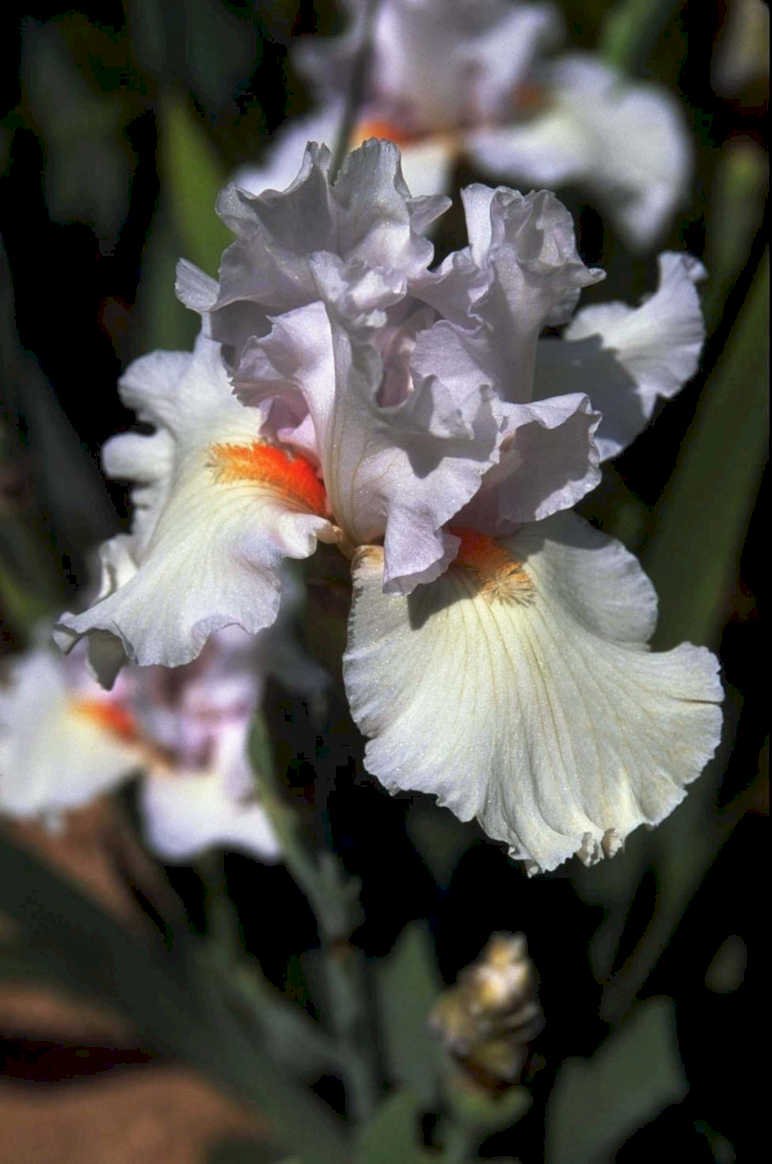 white pink iris1980s 1990s A4 Photo Print
