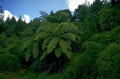 white plume fern 1980s 1990s A4 Photo Print