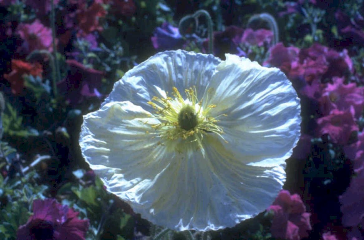 white poppy flowers 1980s 1990s A4 Photo Print