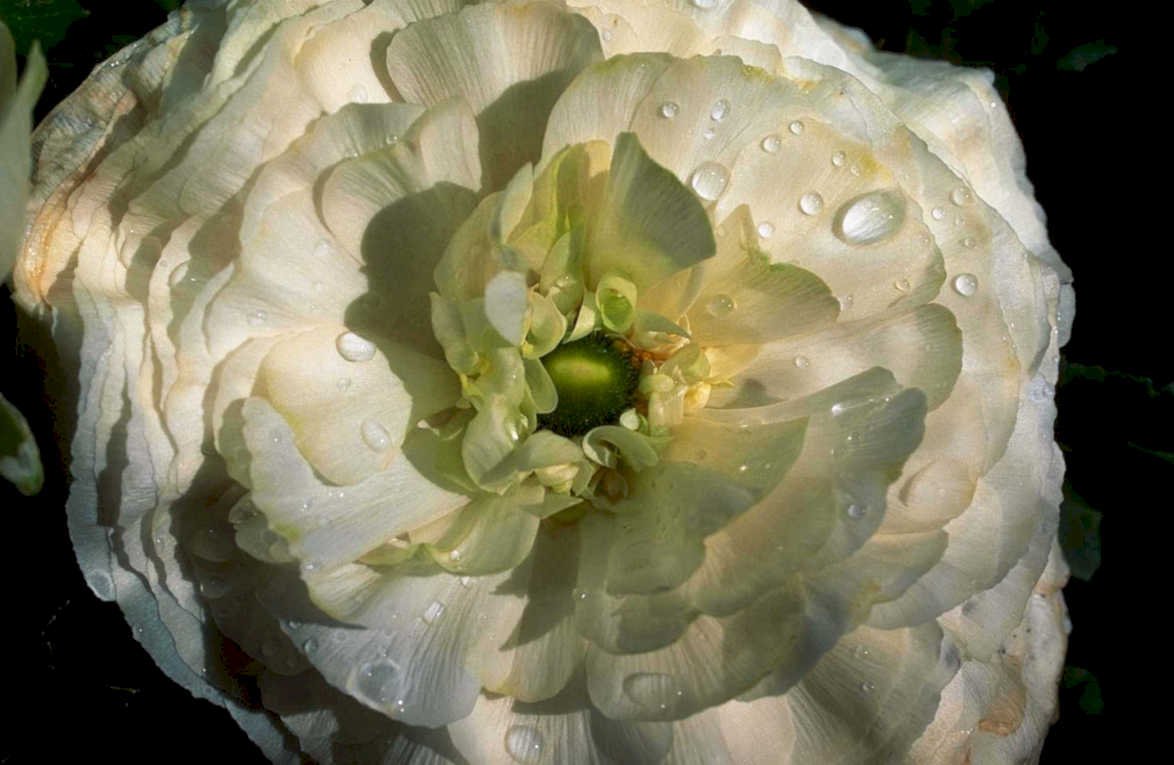 white ranunculus flower1980s 1990s A4 Photo Print