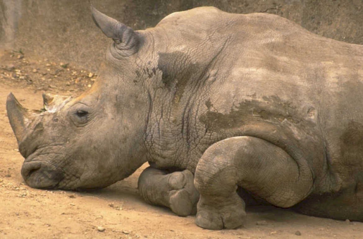 white rhino portrait 1 1980s 1990s A4 Photo Print