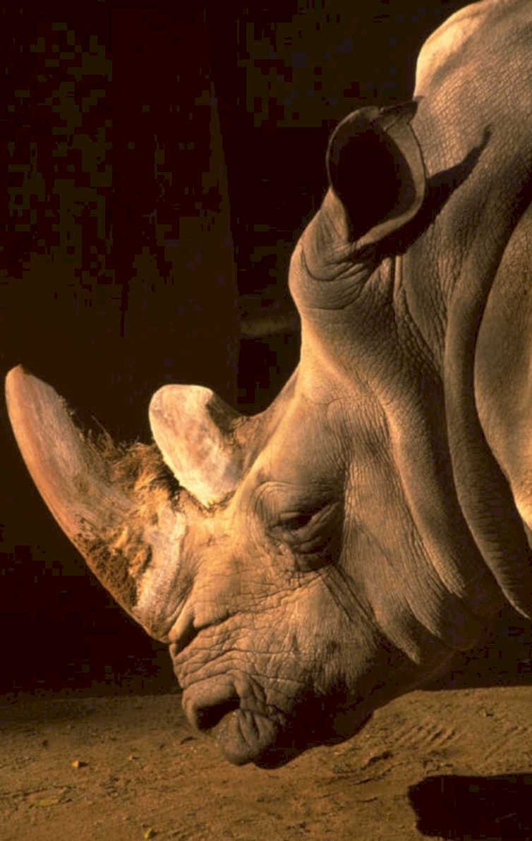 white rhino portrait 2 1980s 1990s A4 Photo Print