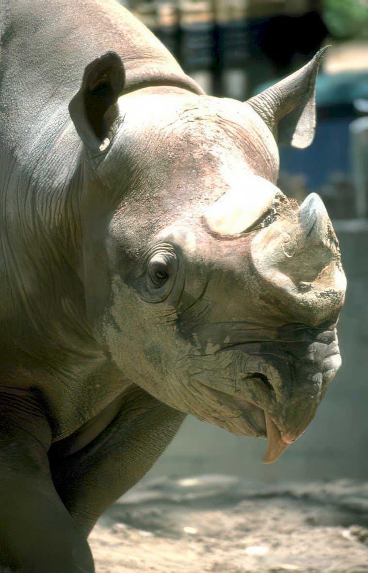 white rhino portrait 2 Vintage A4 Photo Print