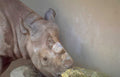 white rhino portrait 3 Vintage A4 Photo Print