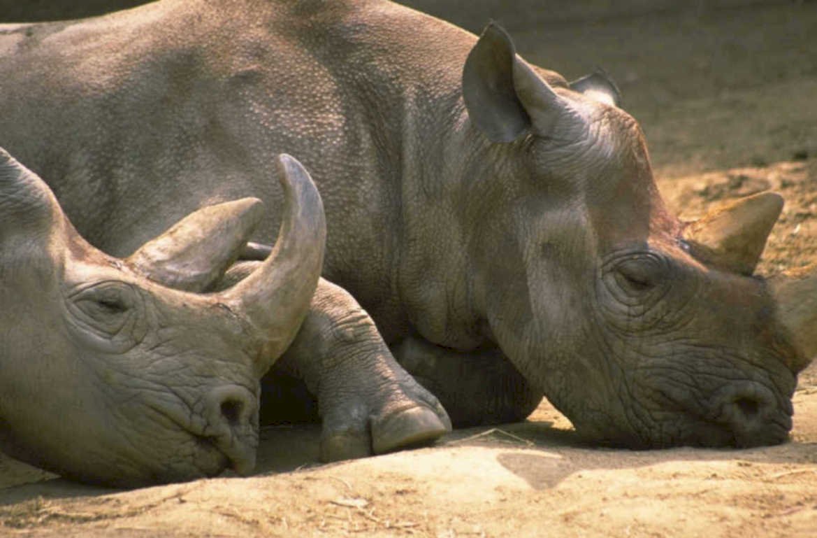 white rhinos savanna 1980s 1990s A4 Photo Print