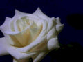 white rose bloom1980s 1990s A4 Photo Print