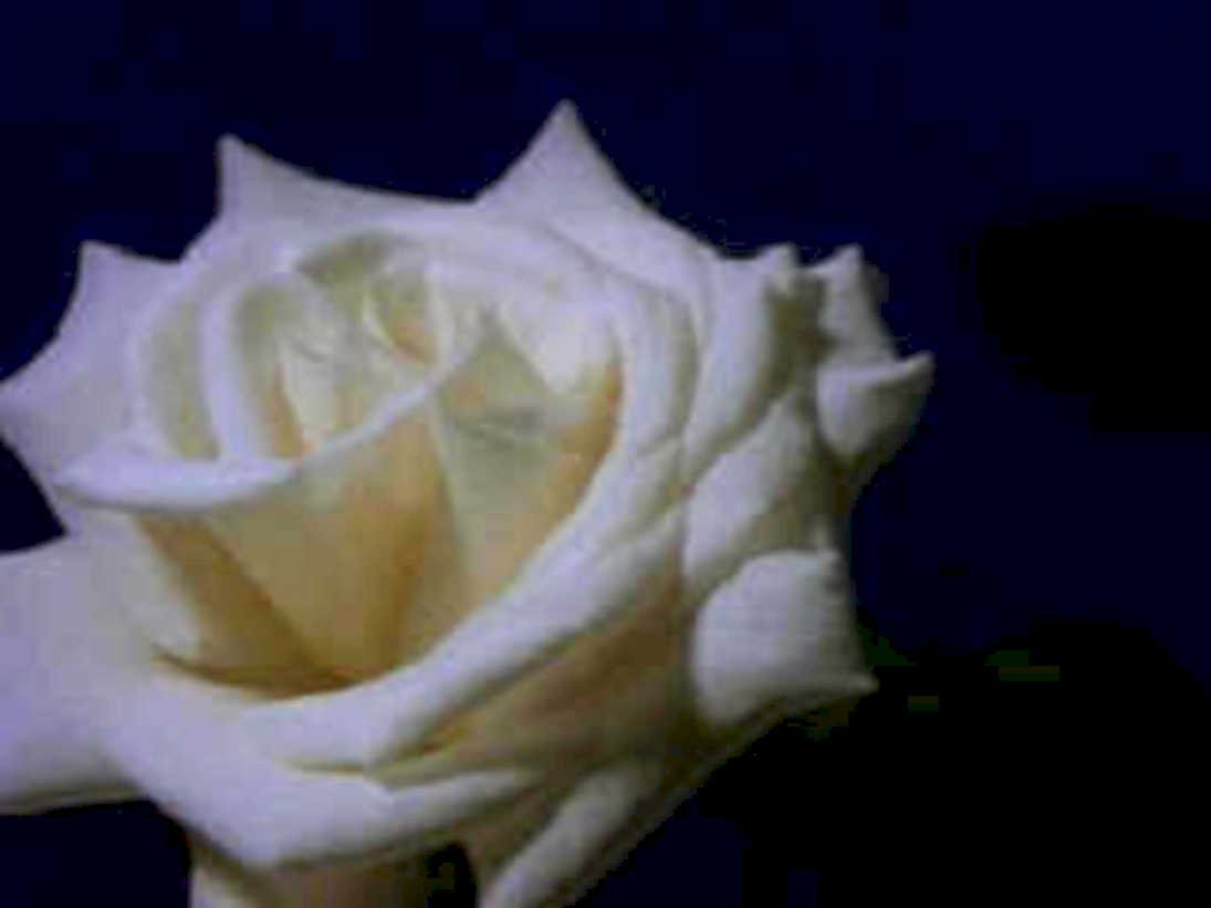 white rose bloom1980s 1990s A4 Photo Print