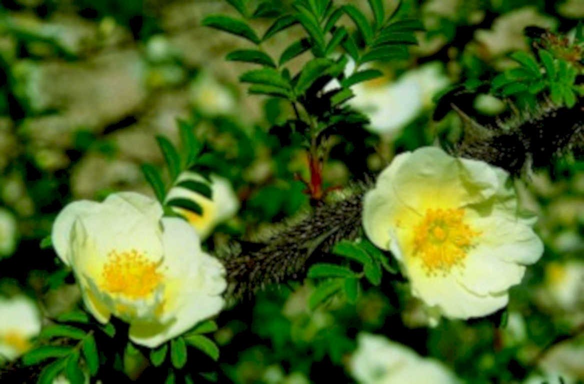 white rose bush1980s 1990s A4 Photo Print
