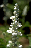 white salvia flower Vintage A4 Photo Print