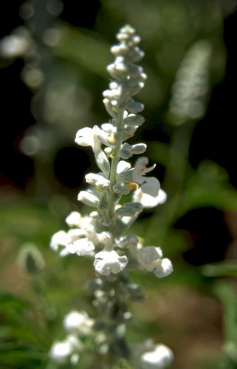 white salvia flower Vintage A4 Photo Print