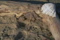 white shell driftwood 1980s 1990s A4 Photo Print
