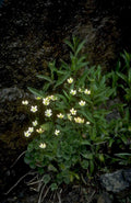 white star flowers 1980s 1990s A4 Photo Print