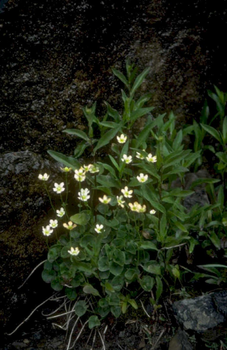 white star flowers 1980s 1990s A4 Photo Print