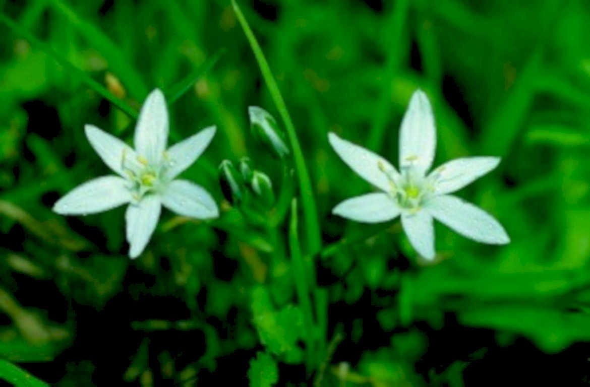 white star flowers1980s 1990s A4 Photo Print