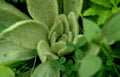 white stonecrop rosette Vintage A4 Photo Print