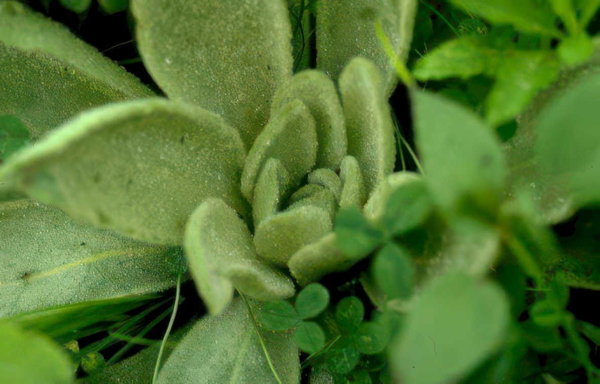 white stonecrop rosette Vintage A4 Photo Print