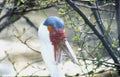 white stork africa Vintage A4 Photo Print