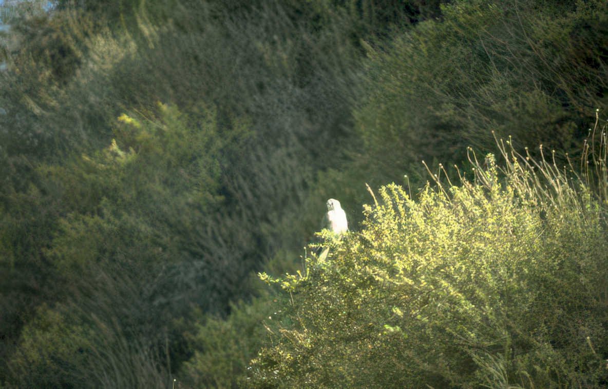 white sulphur cockatoo Vintage A4 Photo Print