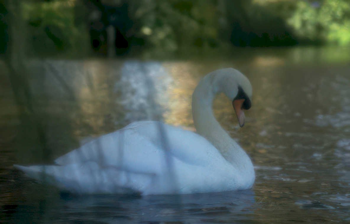 white swan lake Vintage A4 Photo Print