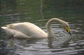 white swan pond 1980s 1990s A4 Photo Print
