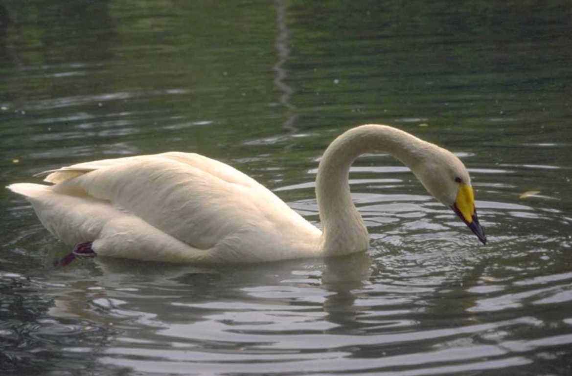 white swan pond 1980s 1990s A4 Photo Print