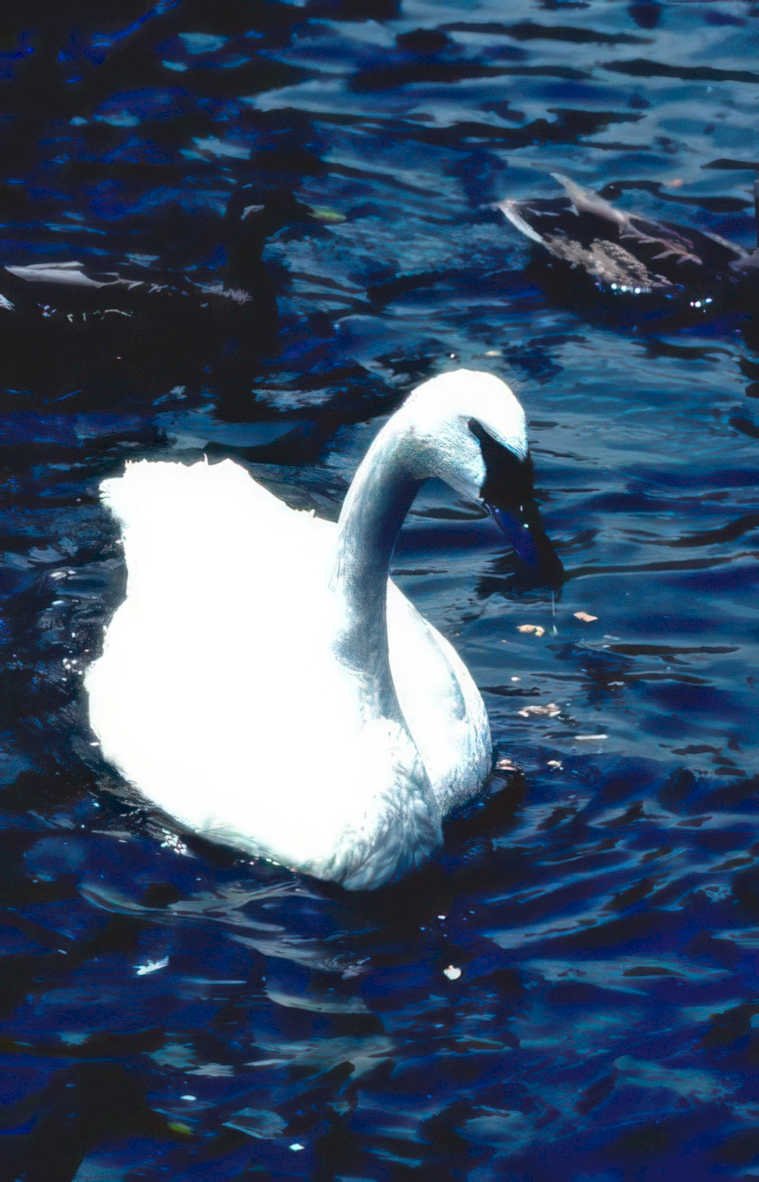 white swan reflection Vintage A4 Photo Print
