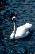 white swan water GIGA 2
