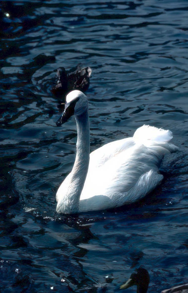 white swan water GIGA 2