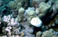 white tailed goby Vintage A4 Photo Print
