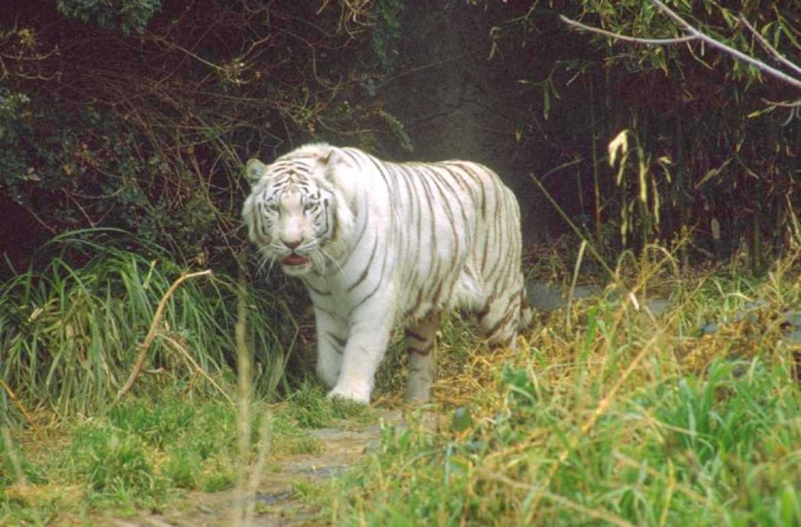 white tiger bengal 1980s 1990s A4 Photo Print