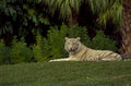 white tiger everglades 1980s 1990s A4 Photo Print