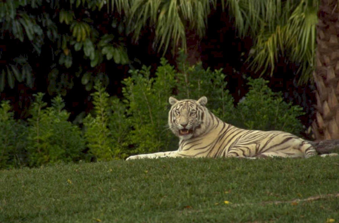 white tiger everglades 1980s 1990s A4 Photo Print