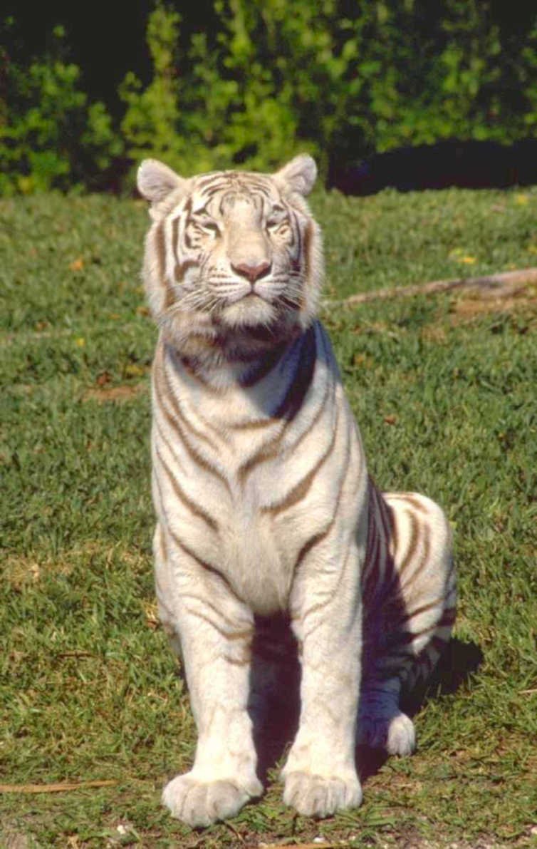 white tiger grass 1980s 1990s A4 Photo Print