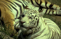 white tiger grass Vintage A4 Photo Print