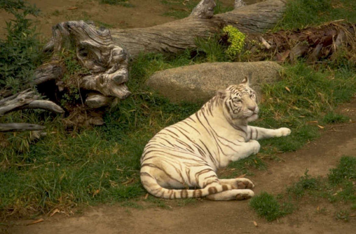 white tiger san 1980s 1990s A4 Photo Print