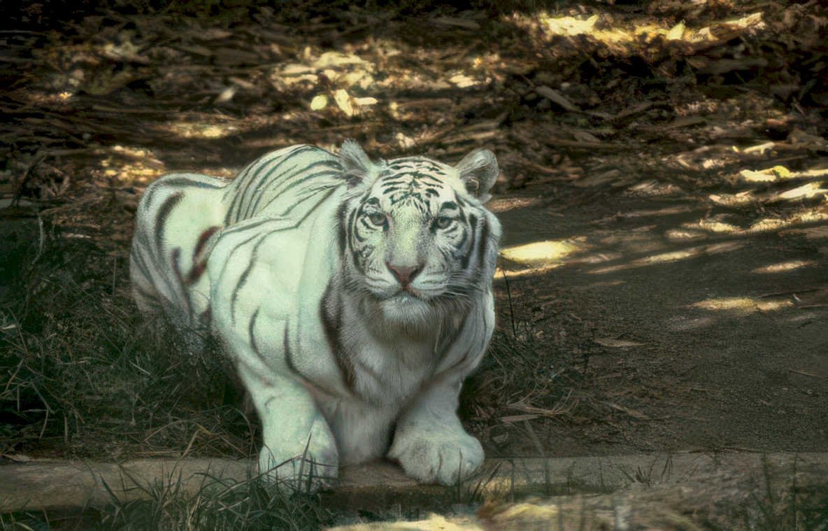 white tiger sunlight Vintage A4 Photo Print