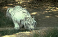 white tiger zoo Vintage A4 Photo Print