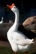 white toulouse geese1980s 1990s A4 Photo Print