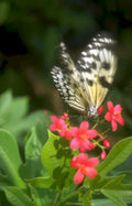 white wave butterfly Vintage A4 Photo Print