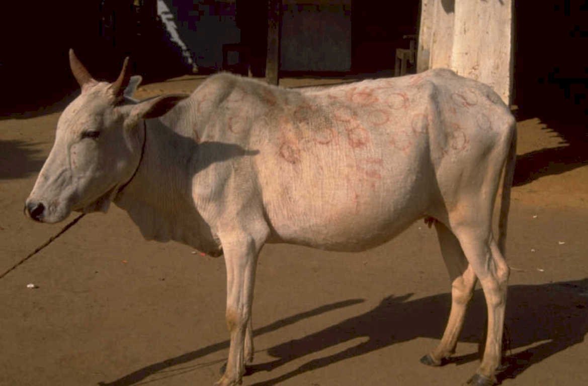 white zebu branding 1980s 1990s A4 Photo Print