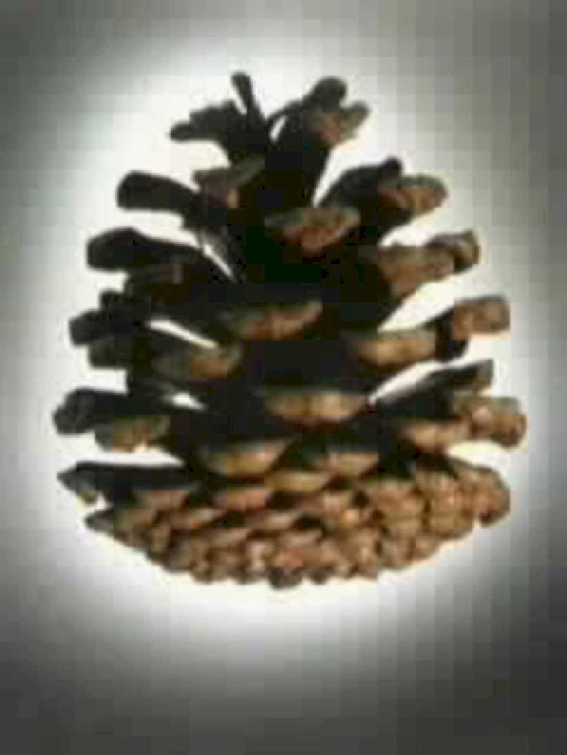 whitepinecone detail 011980s 1990s A4 Photo Print