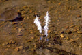 whitesea fern blechnum 1980s 1990s A4 Photo Print