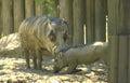 wild boar pigs Vintage A4 Photo Print