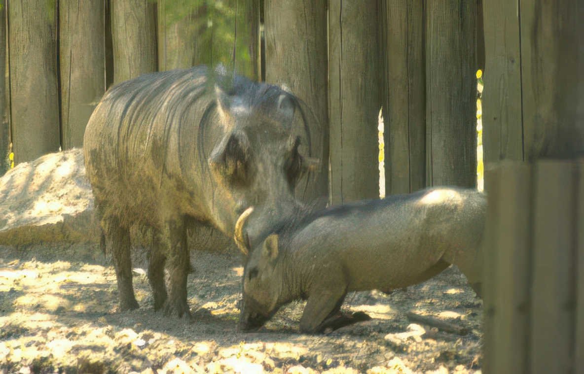 wild boar pigs Vintage A4 Photo Print