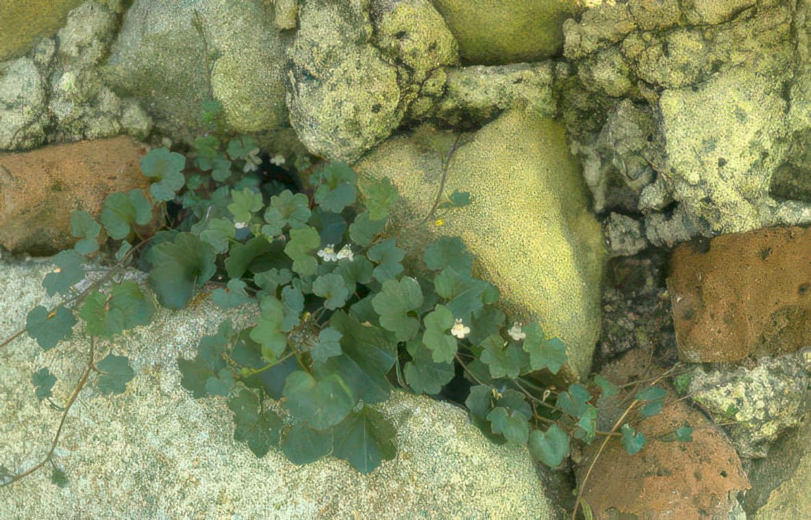 wild ginger brick Vintage A4 Photo Print