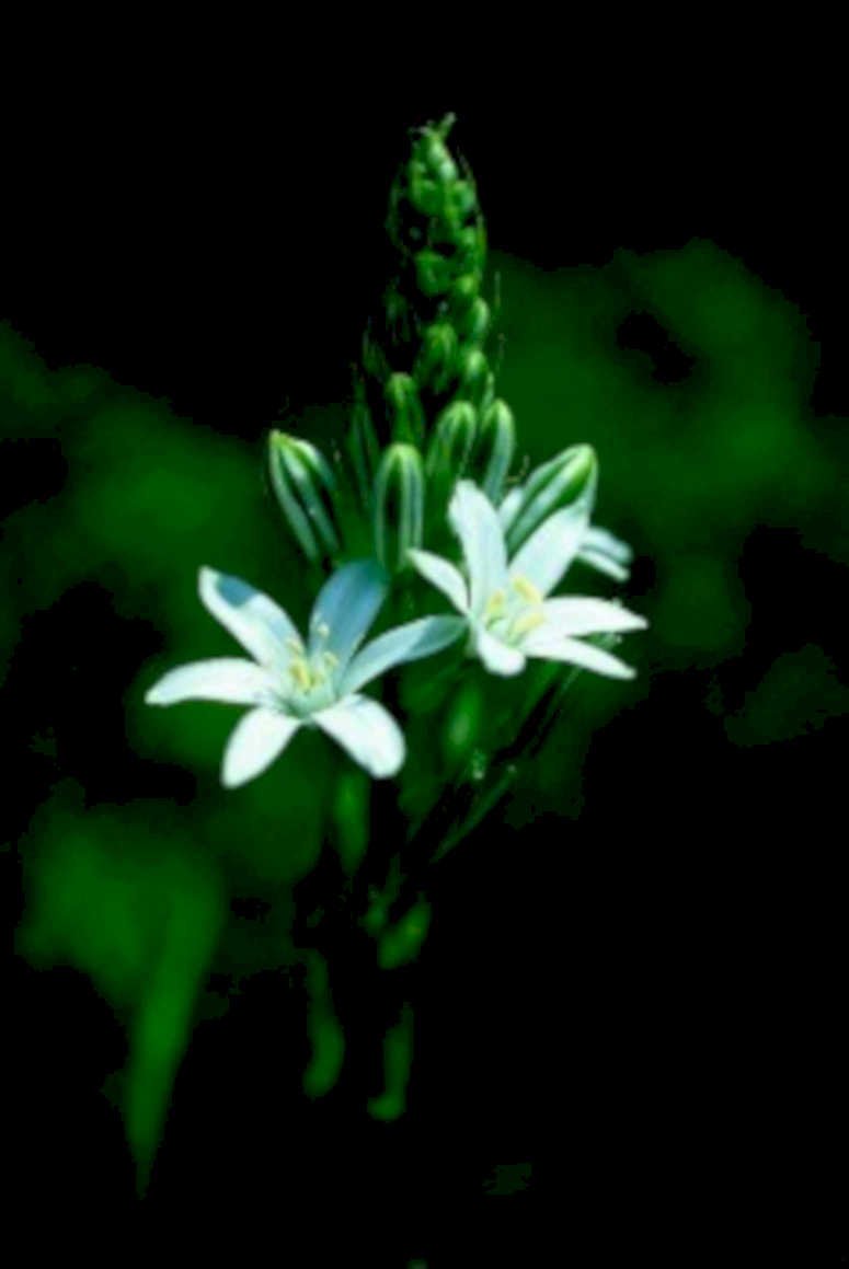 wild ginger flowers1980s 1990s A4 Photo Print