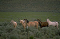 wild horses yellowstone 1980s 1990s A4 Photo Print